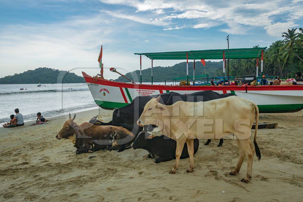 Cows on the beach next to boats in Goa, India