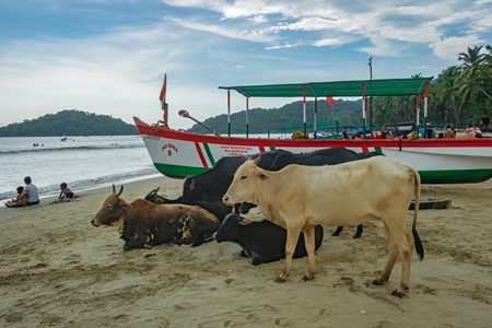 Cows on the beach next to boats in Goa, India