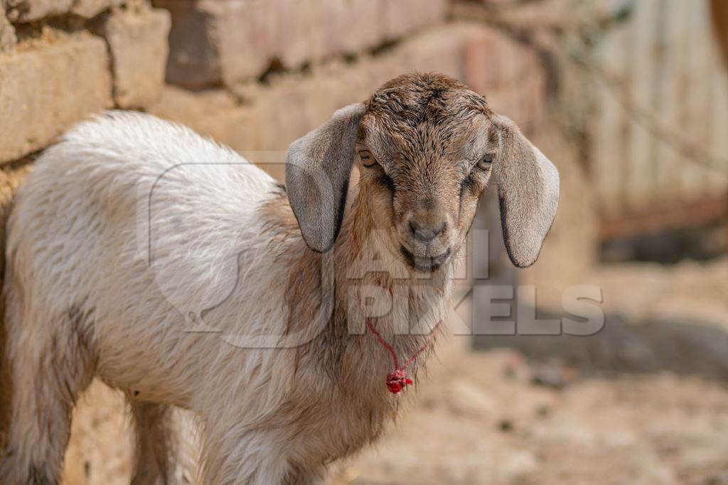 Cute brown baby goat in village in rural Bihar