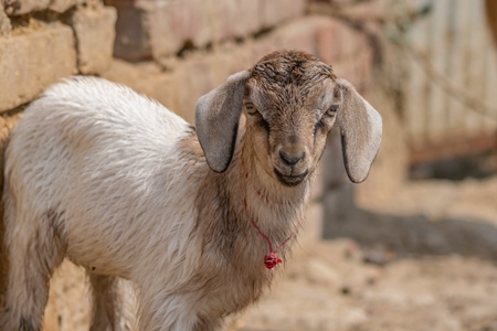Cute brown baby goat in village in rural Bihar