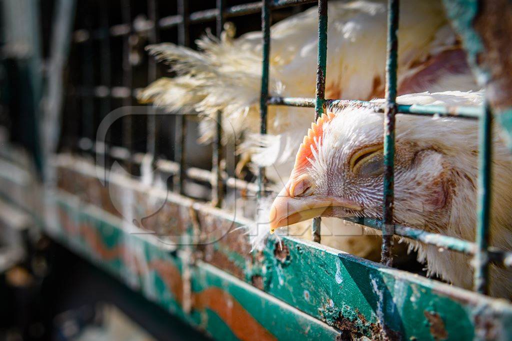 Indian broiler chickens in a transport truck at Ghazipur murga mandi, Ghazipur, Delhi, India, 2022