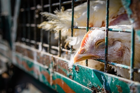 Indian broiler chickens in a transport truck at Ghazipur murga mandi, Ghazipur, Delhi, India, 2022