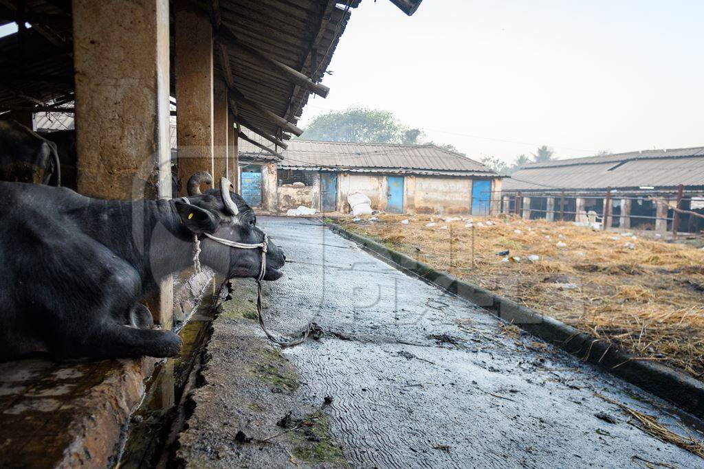 Farmed Indian buffaloes on an urban dairy farm or tabela, Aarey milk colony, Mumbai, India, 2023