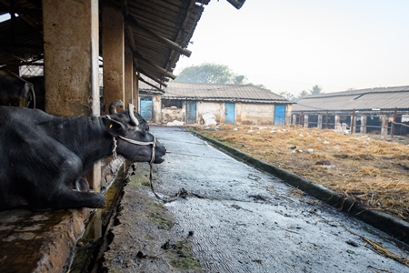 Farmed Indian buffaloes on an urban dairy farm or tabela, Aarey milk colony, Mumbai, India, 2023