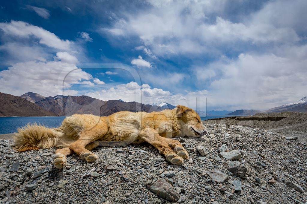 Fluffy brown stray puppy in the mountains of Ladakh with blue sky and scenic background in the Himalayas