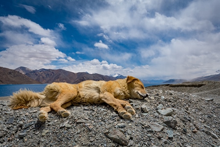 Fluffy brown stray puppy in the mountains of Ladakh with blue sky and scenic background in the Himalayas