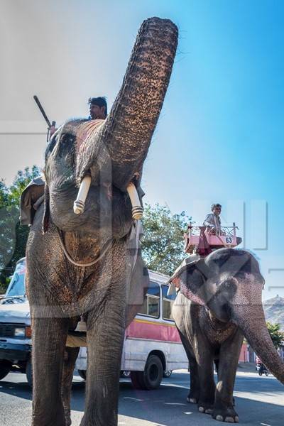 Elephant raising trunk used for entertainment tourist ride walking on street in Jaipur