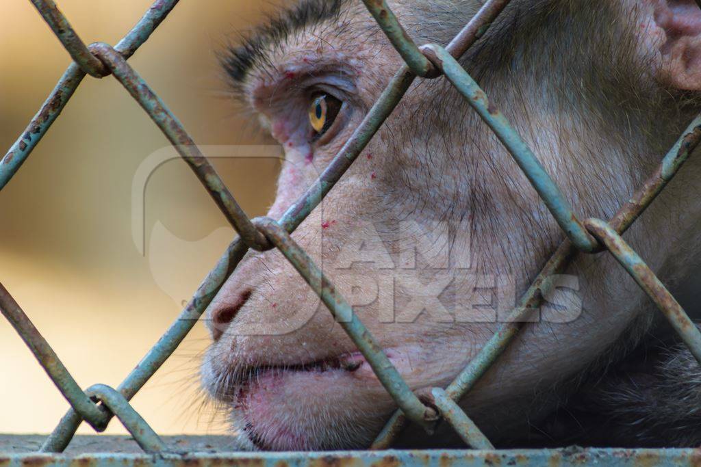 Sad macaque monkey with skin condition looking through fence of cage of Byculla zoo