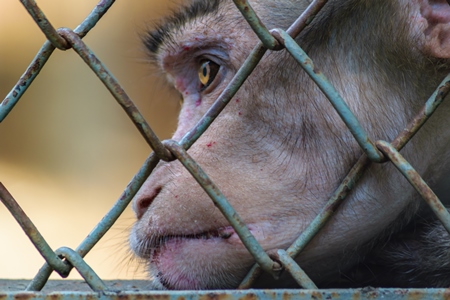 Sad macaque monkey with skin condition looking through fence of cage of Byculla zoo