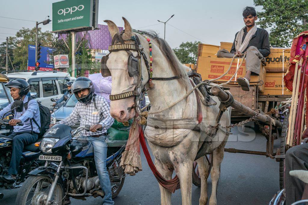 Working horse used for labour on the road in busy traffic pulling loaded cart with man in Bihar, India