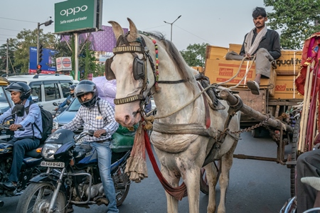 Working horse used for labour on the road in busy traffic pulling loaded cart with man in Bihar, India