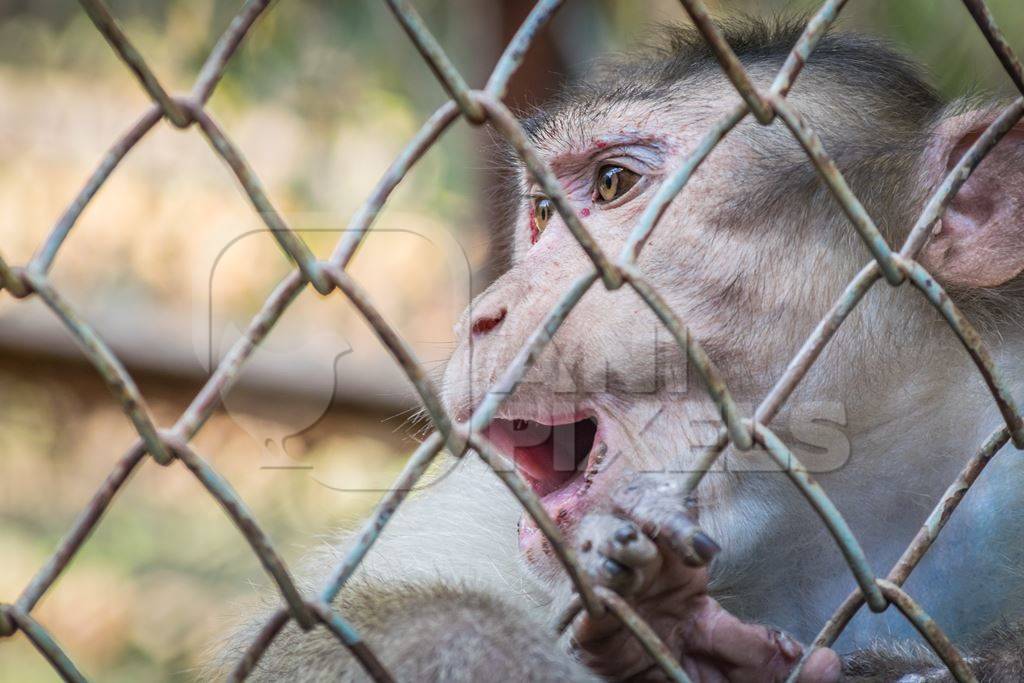 Macaque monkey with skin condition looking through fence of cage of Mumbai zoo