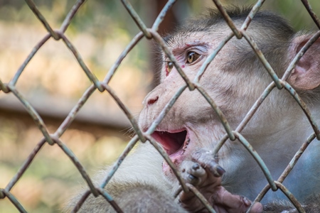 Macaque monkey with skin condition looking through fence of cage of Mumbai zoo