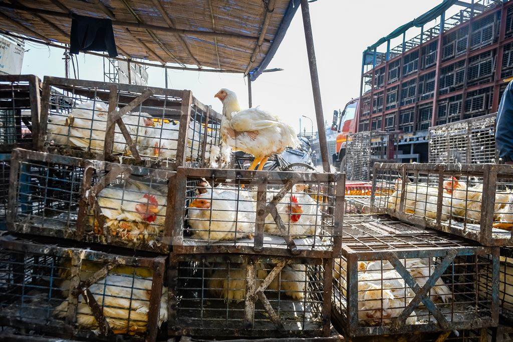 Indian broiler chicken sitting on top of cages packed with other chickens at Ghazipur murga mandi, Ghazipur, Delhi, India, 2022