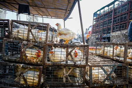 Indian broiler chicken sitting on top of cages packed with other chickens at Ghazipur murga mandi, Ghazipur, Delhi, India, 2022