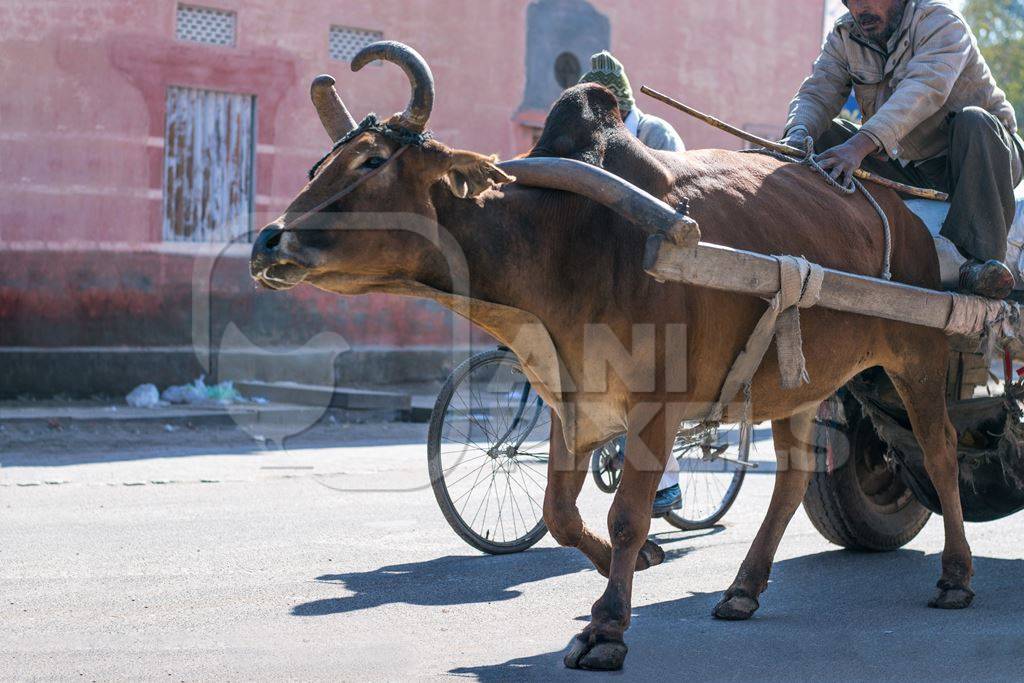 Brown working bullock pulling carton city road in Bikaner