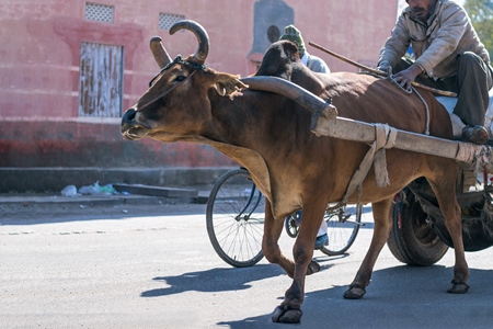 Brown working bullock pulling carton city road in Bikaner