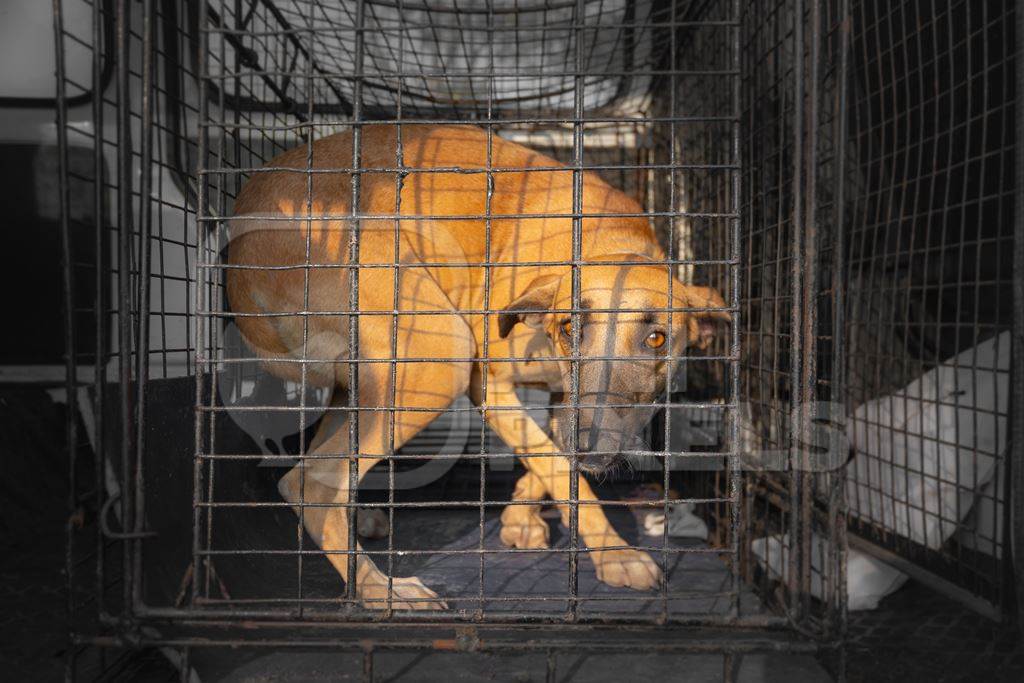 Indian stray street puppy dog in animal rescue ambulance, India