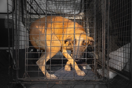 Indian stray street puppy dog in animal rescue ambulance, India