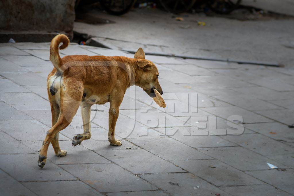 Indian street dog carrying roti or chapati bread in the urban city of Jodhpur, Rajasthan, India, 2022