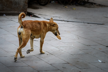 Indian street dog carrying roti or chapati bread in the urban city of Jodhpur, Rajasthan, India, 2022