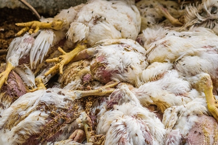 Pile of dead and dying broiler chickens raised for meat on a poultry broiler farm in Maharashtra in India