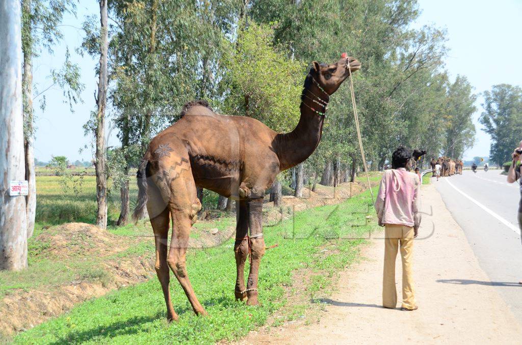 Man leading camel on road