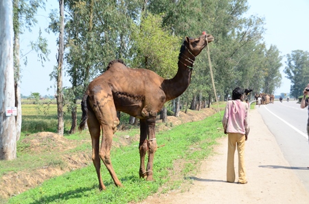 Man leading camel on road