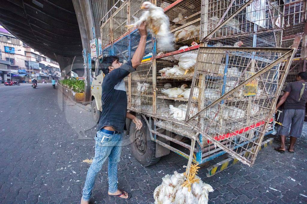 Broiler chickens raised for meat being unloaded from transport trucks near Crawford meat market in Mumbai