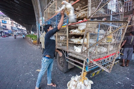 Broiler chickens raised for meat being unloaded from transport trucks near Crawford meat market in Mumbai