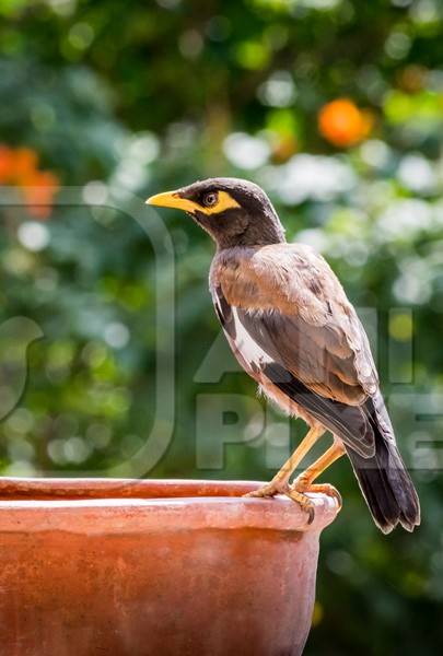 Indian mynah bird drinking from orange water bowl