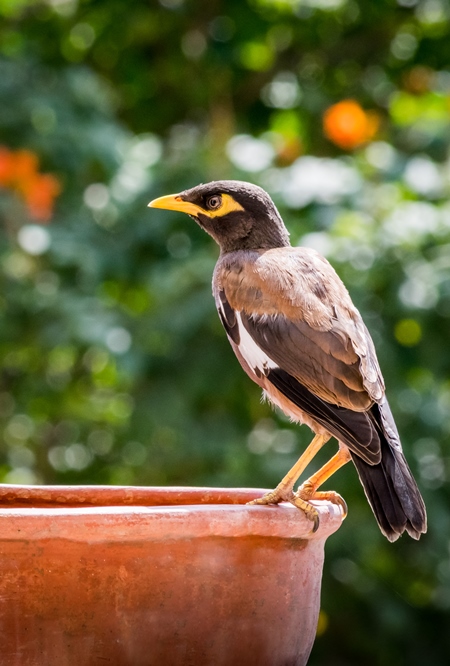 Indian mynah bird drinking from orange water bowl