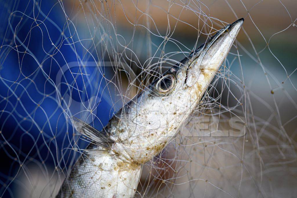 Close up of Indian fish caught in fishing net on beach in Goa, India, 2022