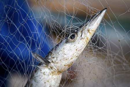 Close up of Indian fish caught in fishing net on beach in Goa, India, 2022