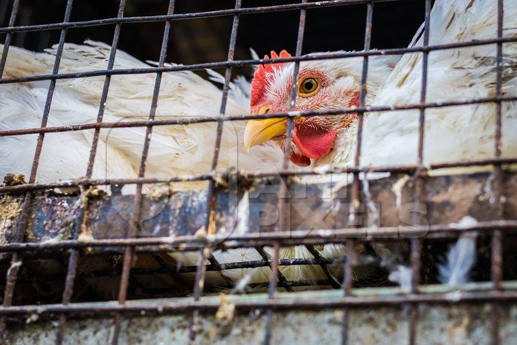 Broiler chickens packed into a cage at a chicken shop