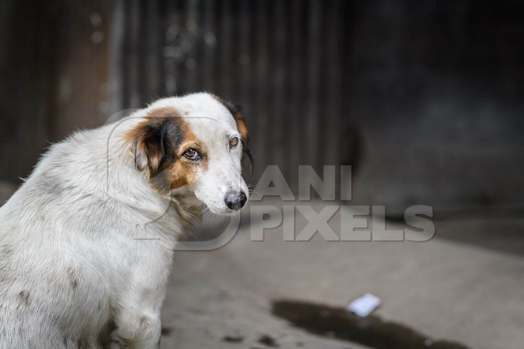 Indian street dog or stray  pariah dog, looking round at camera, Pune, Maharashtra, India, 2023