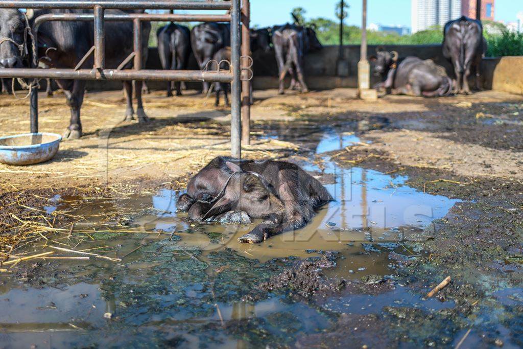 Indian buffalo mother tied to metal stall with her baby in a dirty puddle in the foreground on an urban dairy farm or tabela, Aarey milk colony, Mumbai, India, 2023