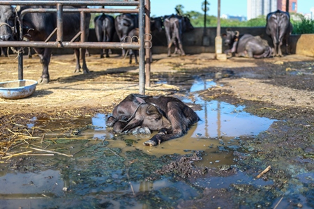Indian buffalo mother tied to metal stall with her baby in a dirty puddle in the foreground on an urban dairy farm or tabela, Aarey milk colony, Mumbai, India, 2023