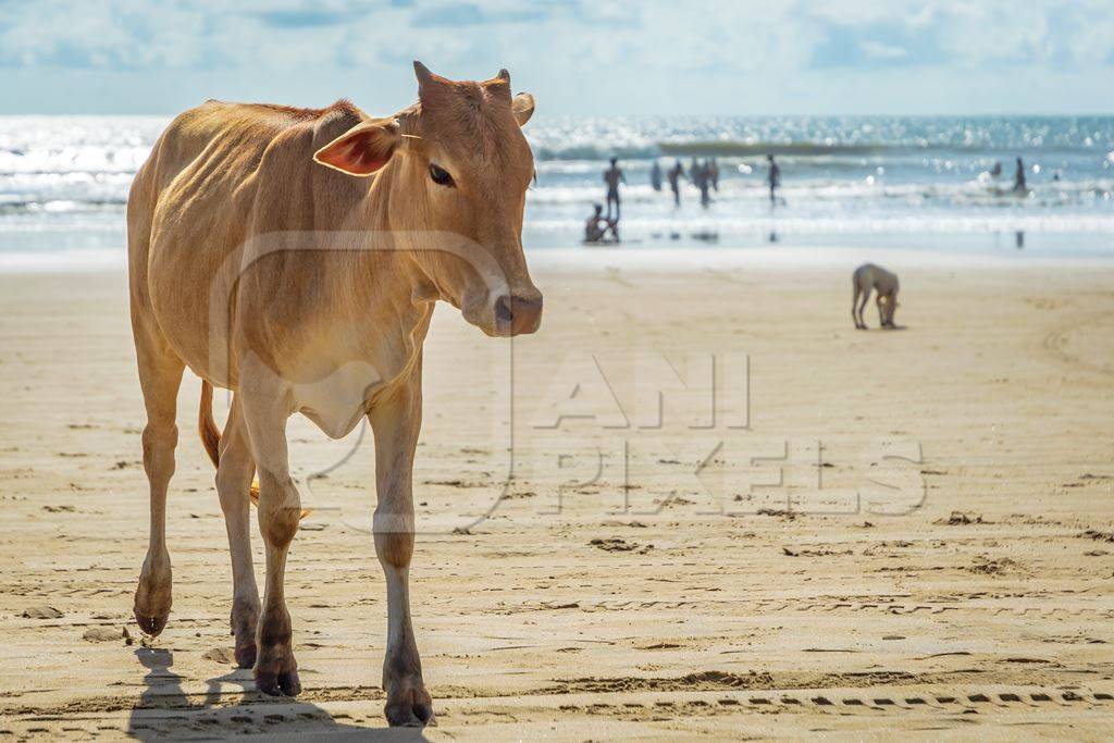 Cow on the beach in Goa, India