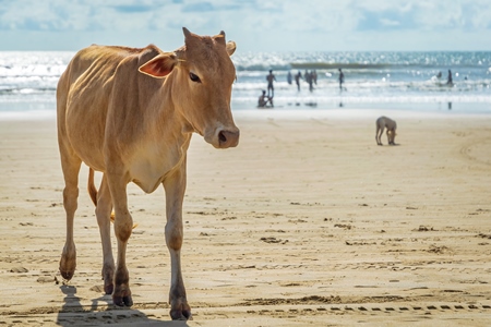 Cow on the beach in Goa, India