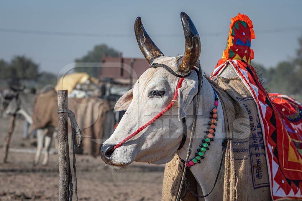 Indian cows or bullocks tied up with nose ropes and wearing blankets at Nagaur Cattle Fair, Nagaur, Rajasthan, India, 2022