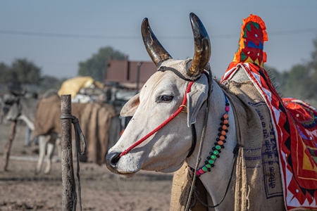 Indian cows or bullocks tied up with nose ropes and wearing blankets at Nagaur Cattle Fair, Nagaur, Rajasthan, India, 2022