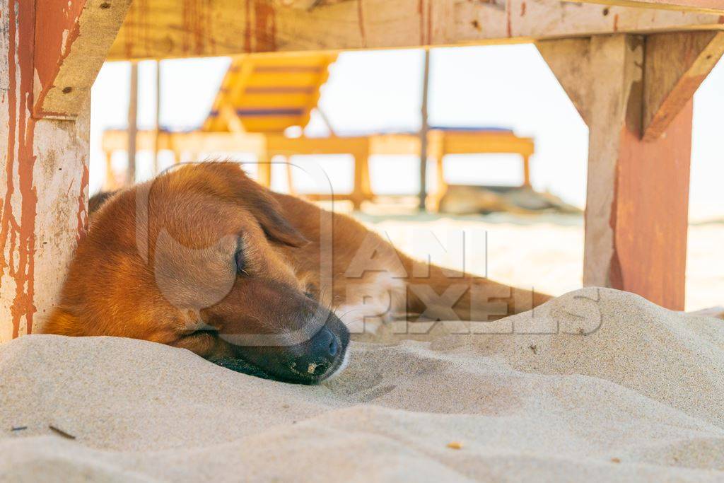 Photo of Indian street or stray dog sleeping on beach in Goa in India