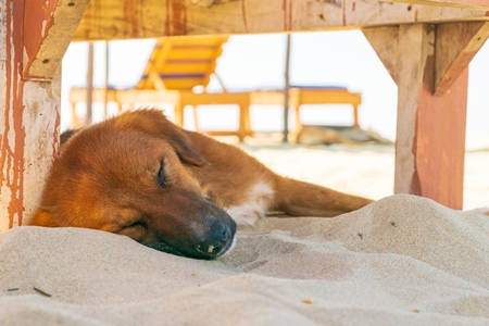 Photo of Indian street or stray dog sleeping on beach in Goa in India