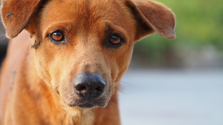 Close up of face of brown street dog