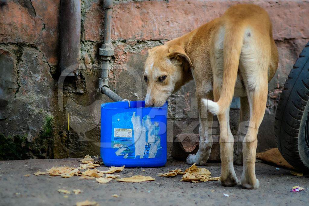 Thirsty Indian street dog drinking from container of water in the urban city of Jodhpur, Rajasthan, India, 2022