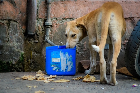 Thirsty Indian street dog drinking from container of water in the urban city of Jodhpur, Rajasthan, India, 2022