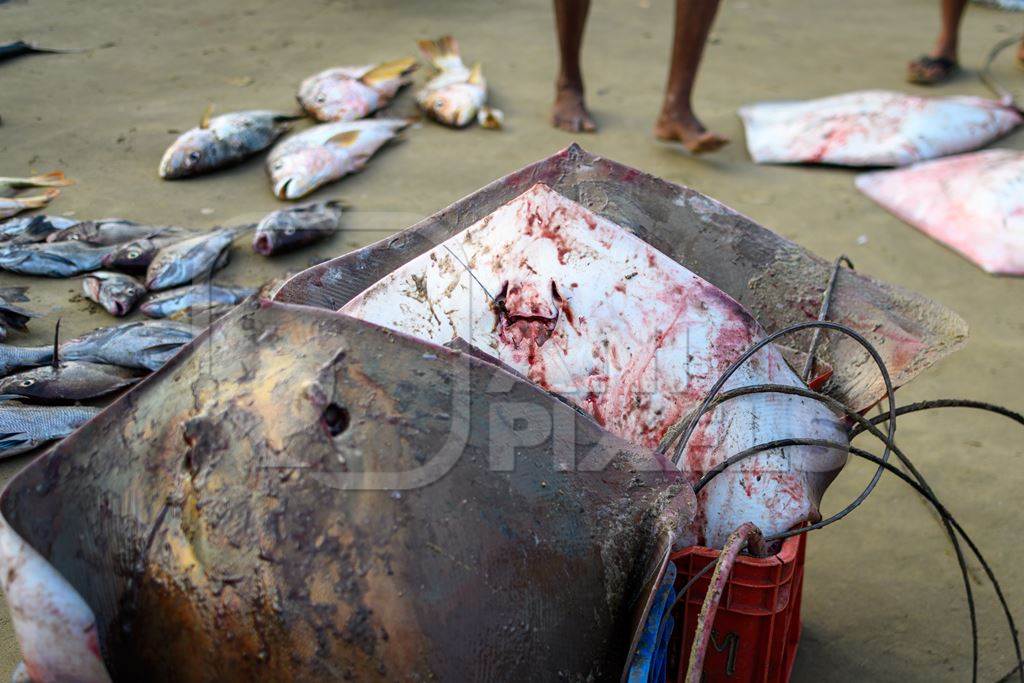 Dead Indian stingray fish in crates at Malvan fish market on beach in Malvan, Maharashtra, India, 2022