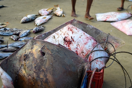 Dead Indian stingray fish in crates at Malvan fish market on beach in Malvan, Maharashtra, India, 2022