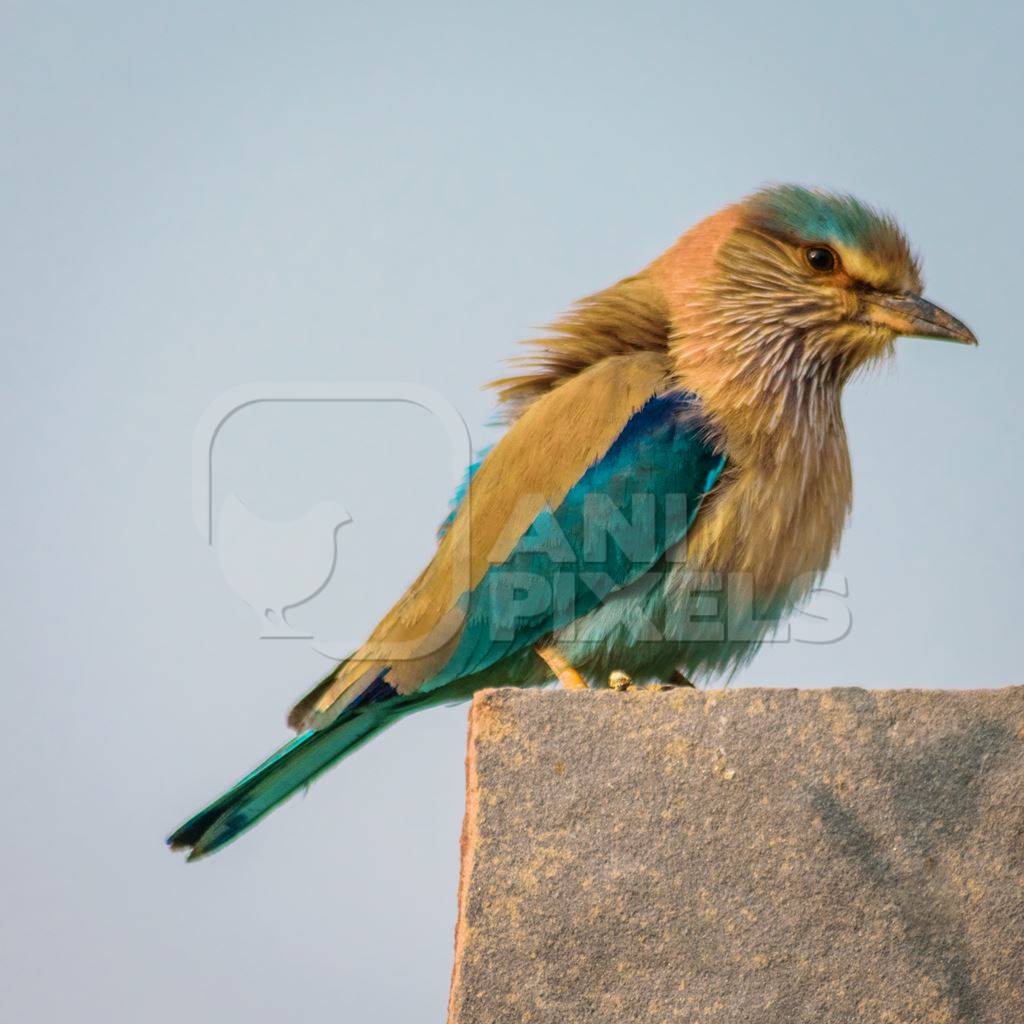 Wild blue Indian roller bird perched on post in rural Rajasthan